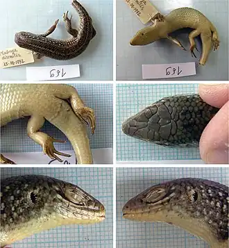 Description de l'image Eutropis dissimilis (10.3897-zookeys.843.29420) Figure 15.jpg.