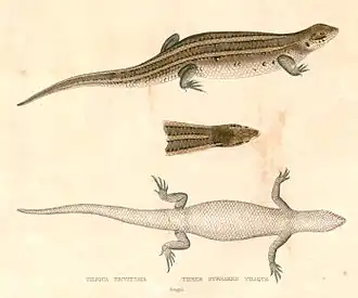 Description de l'image Eutropis trivittata Hardwicke.jpg.