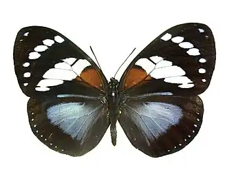 Description de cette image, également commentée ci-après