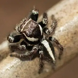 Description de l'image Evarcha tsipikafotsy (10.3897-afrinvertebr.65.126810) Figures 12, 13 (cropped-12).jpg.