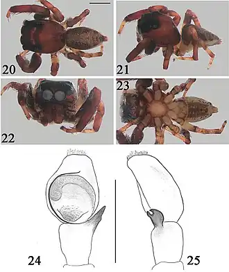 Description de l'image Evarcha vavannyangisy (10.3897-afrinvertebr.65.126810) Figures 20–25.jpg.