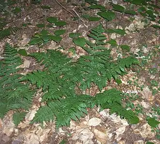 Description de l'image Evergreen-Wood-Fern-cluster (2997699370).jpg.