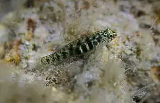 Un gobie pygmée (Eviota prasina)