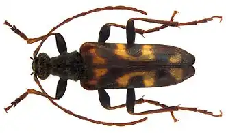 Description de cette image, également commentée ci-après