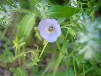 Description de l'image Evolvulus-arizonicus-20080328.JPG.