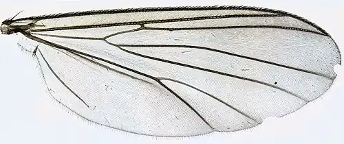 aile d'Exechia fusca.