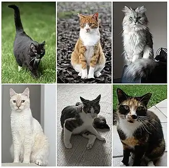 Description de l'image Exemple de races de chats présentes sur Terre.jpg.