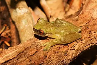 Description de l'image Exerodonta abdivita 59785818.jpg.