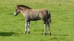 Poulain vu de profil.
