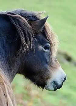 Photo en gros plan de la tête d'un cheval
