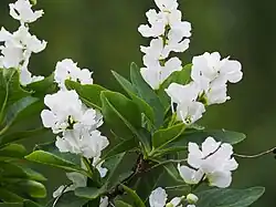 E. racemosa subsp. giraldii (= var. giraldii).