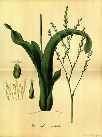 Description de l'image Exotic flora (Plate 218) (9145492678).jpg.