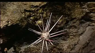 Un Cidaridae de grands fonds non identifié (photographié par la Lost City 2005 Expedition).