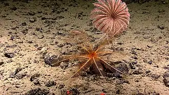 Un crinoïde et une comatule à grande profondeur.