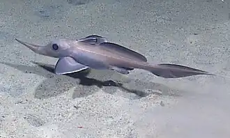 Harriotta raleighana