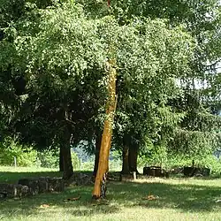 Arbre sans écorce.