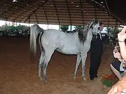 Cheval à robe blanche tenu par la bride par un homme en costume.