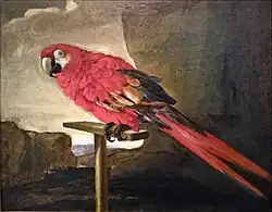 Ara sur son perchoir (peinture du XVIIe&nbsp;siècle).