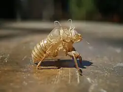 Exuvie d'une cigale