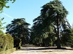 L'allée de cèdres.