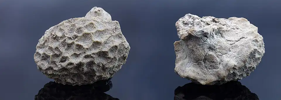 Dendrogyra radieta (fossile)