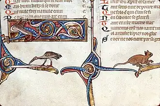 F017v-Chat, oiseau, hybride zoomorphe