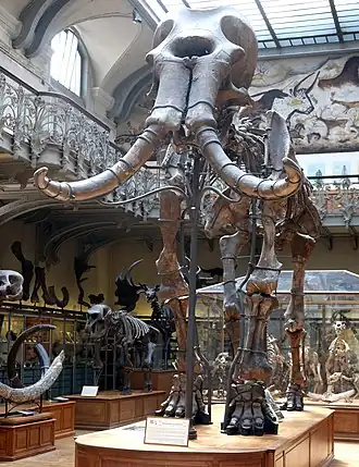 Image illustrative de l’article Mammouth de Durfort