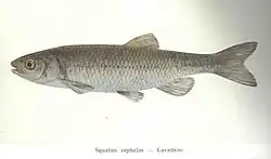 dessin d'un chevesne