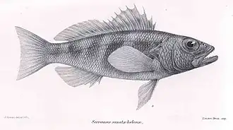 Serranus sanctaehelenae