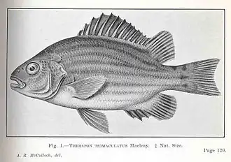 Hephaestus trimaculatus.