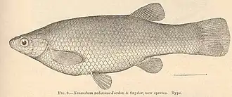 Description de l'image FMIB 40465 Xenendum xaliscone Jordan & Snyder, new species Type.jpeg.