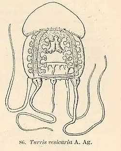 Catablema vesicarium