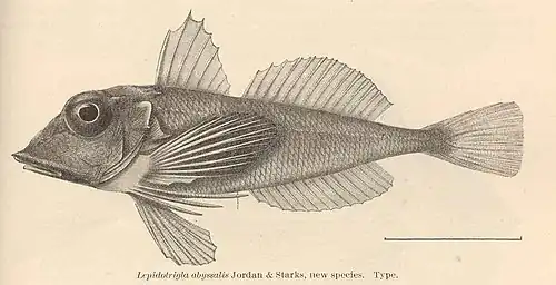 Lepidotrigia abyssalis