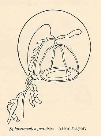 Sphaeronectes koellikeri (Sphaeronectidae)