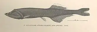 Description de l'image FMIB 42686 Cyclothone atraria Gilbert, new species Type.jpeg.