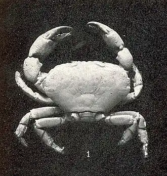 Description de l'image FMIB 43363 Pseudozius inornatus, male, Kallua.jpeg.