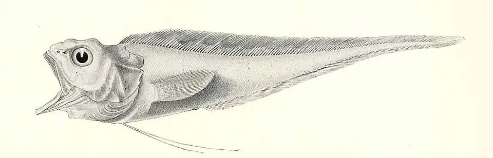 Glyptophidium macropus