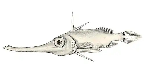 Halimochirugus centriscoides.