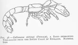 Dessin de Callianassa stebbingi