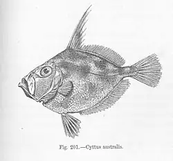 Cyttus australis (Cyttidae)