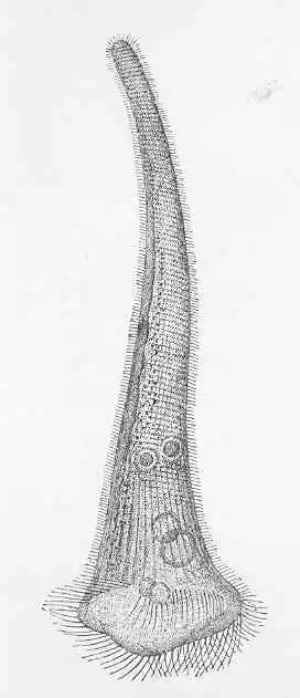 Description de l'image FMIB 50044 Stentor Mulleri (Eur), magnified.jpeg.