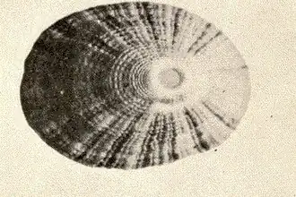 Fissurella alternata