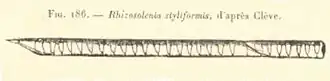 Rhizosolenia semispina(d'après Cleve)