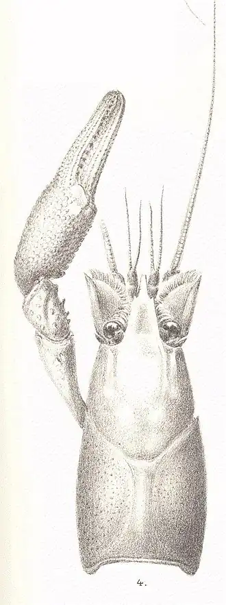 Description de l'image FMIB 53491 Cambarus fallax Hag Male, form I Type Florida.jpeg.