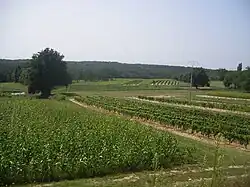Entre Grignols et Casteljaloux, dans l'ouest.