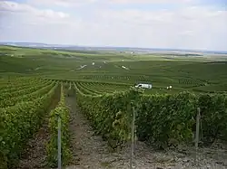 Le vignoble champenois à Cramant.