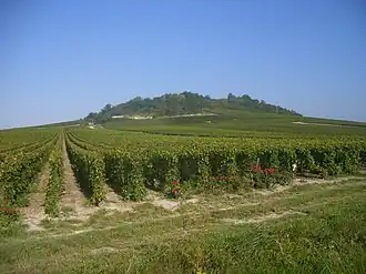 Le vignoble du mont Aimé à Bergères-lès-Vertus, vers le centre.