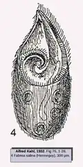 Fabrea salina Henneguy, 1890(d'après Kahl 1932).