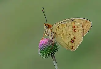 Revers de la forme cleodoxa, Turquie.