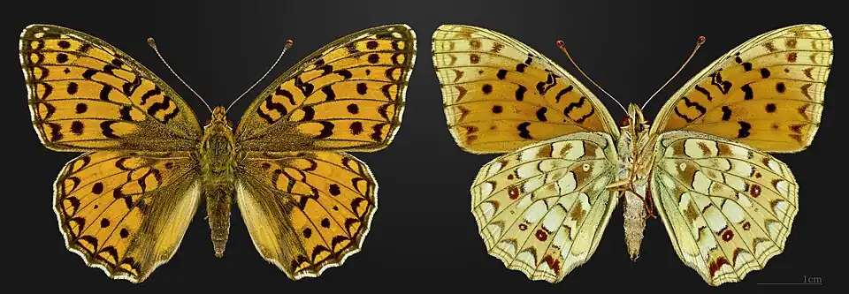 Fabriciana niobe, France – coll. MHNT